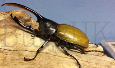 Dynastes Hercules Occidentalis (l3 Sexed Grubs Are Priced For A Guaranteed Pair Of Grubs)