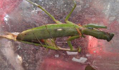 Polyspilotta griffini