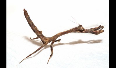Popa Spurca - African Twig Mantis