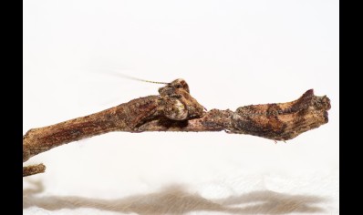 Popa Spurca - African Twig Mantis