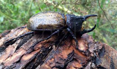 Dynastes Hercules Reidi