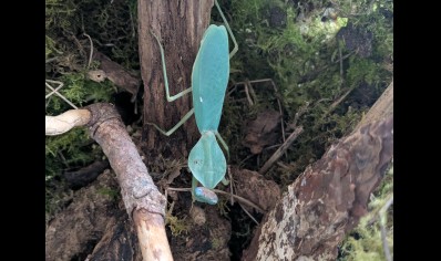 Rhombodera vallida - Giant Shield Mantis CB