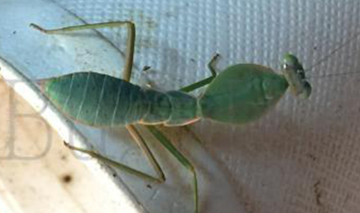 Rhombodera vallida - Giant Shield Mantis CB