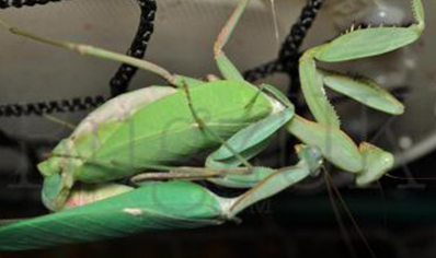 Sphodromantis Kersteni