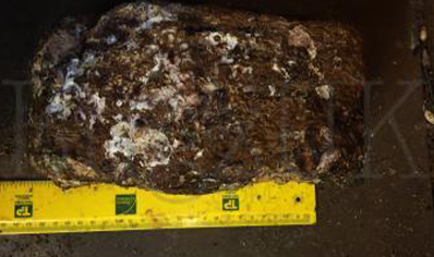 1:Shitake Mushroom Wood Pulp Blocks (hydrated) Uk Only