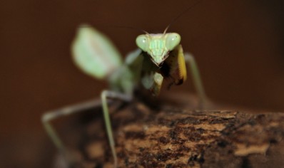 Stagmatoptera biocellata 