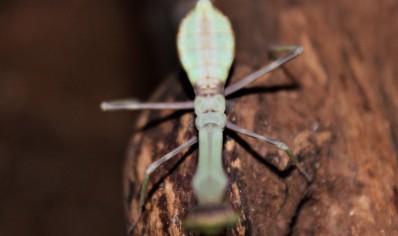 Stagmatoptera biocellata 