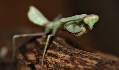 Stagmatoptera biocellata 