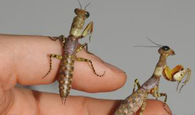 Tarachodula Pantherina - Panther Mantis