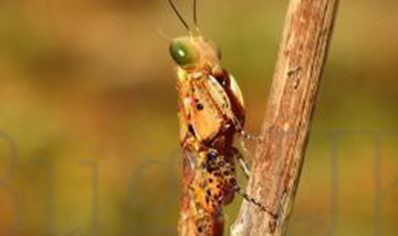 Tarachodula Pantherina - Panther Mantis