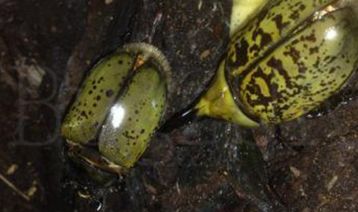 Dynastes Hyllus Hyllus (price Per Sexed Pair Of L3 Grubs)