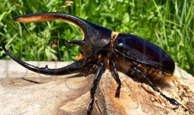 Dynastes Neptunus Neptunus (price Per Single Female L3 Grubs)