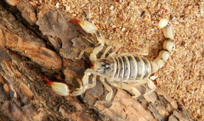 Bothriurus Dumayi