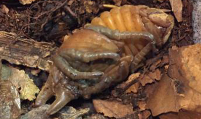 Dynastes Tityus (B87)