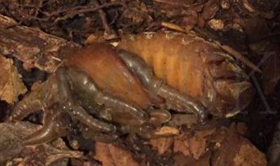 Dynastes Tityus (B87)