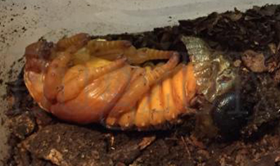 Dynastes Tityus (B87)