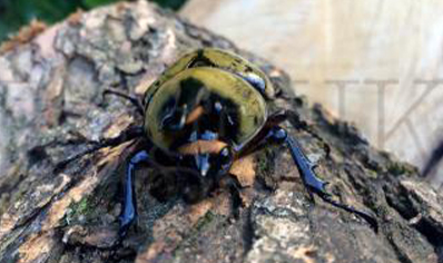 Dynastes Tityus (B87)