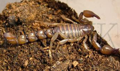 Bothriurus Sp Fats