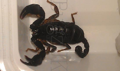 Euscorpius Concinnus