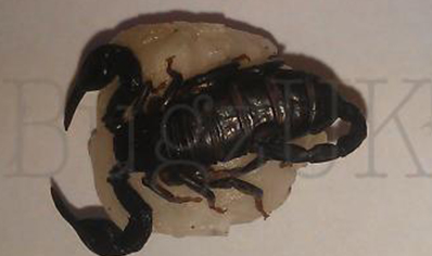 Euscorpius Flavicaudis Ceresis