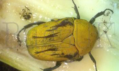 Euchroea Benezecki