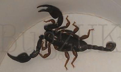 Euscorpius Italicus