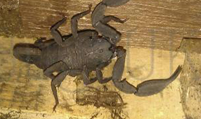 Euscorpius Vachoni