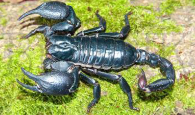 Heterometrus laevigatus