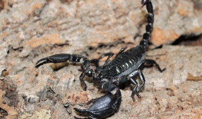 Javanimetrus cyaneus - Indo Forest Scorpion scorplins I2/I3 CB by BugzUK 