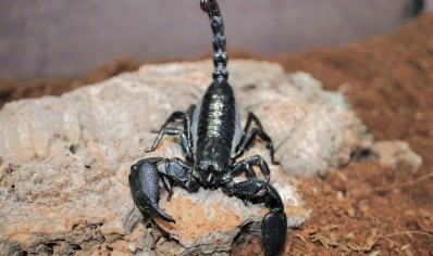 Javanimetrus cyaneus - Indo Forest Scorpion scorplins I2/I3 CB by BugzUK 