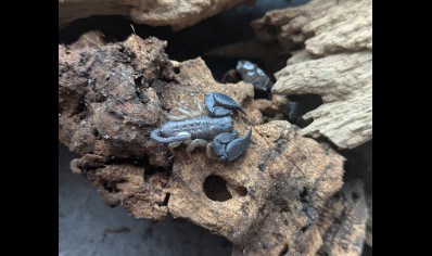 Opisthacanthus madagascariensis - Madagascar Black Scorpion