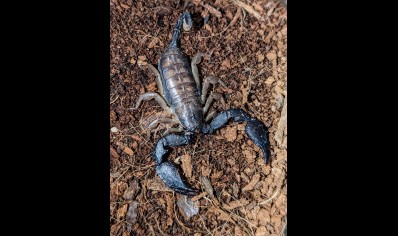 Opisthacanthus madagascariensis - Madagascar Black Scorpion