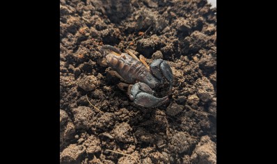 Opisthacanthus madagascariensis - Madagascar Black Scorpion