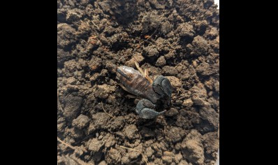 Opisthacanthus madagascariensis - Madagascar Black Scorpion
