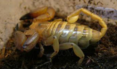 Paleocheloctonus pauliani - Madagascar Yellow Rock Scorpion