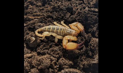 Paleocheloctonus pauliani - Madagascar Yellow Rock Scorpion
