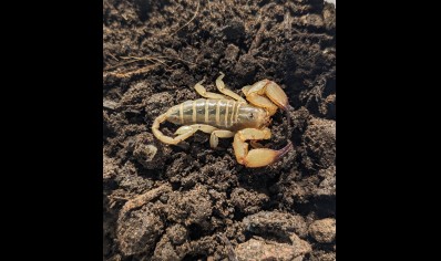 Paleocheloctonus pauliani - Madagascar Yellow Rock Scorpion