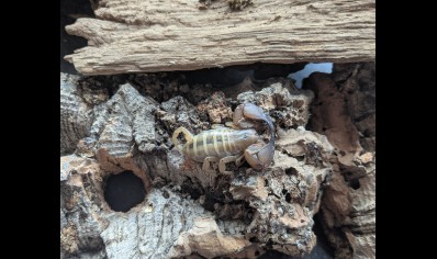Paleocheloctonus pauliani - Madagascar Yellow Rock Scorpion
