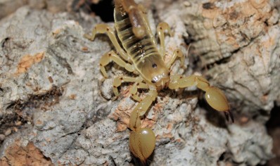 Scorpio Maurus Palmatus