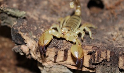 Scorpio Maurus Palmatus