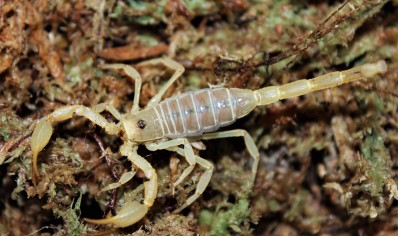 Smeringurus mesaensis - Dune Scorpion 7 x small  6 x medium and 13 x large left