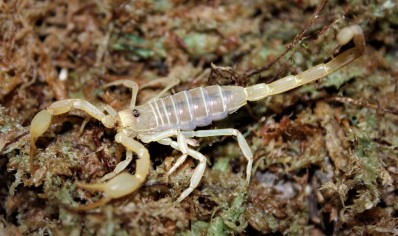 Smeringurus mesaensis - Dune Scorpion 7 x small 6 x medium and 13 x large left