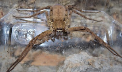 Heteropoda venatoria - Giant crab spider (C/B by BugzUK)