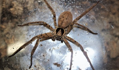 Heteropoda venatoria - Giant crab spider (C/B by BugzUK)