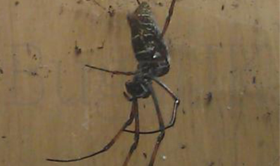 Trichonephila inaurata sp madagascarensis (CB by BugzUK)