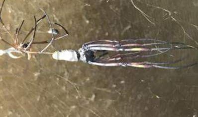 Trichonephila inaurata sp madagascarensis (C/B by BugzUK)