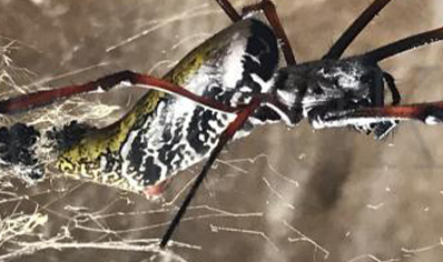 Trichonephila inaurata sp madagascarensis (C/B by BugzUK)