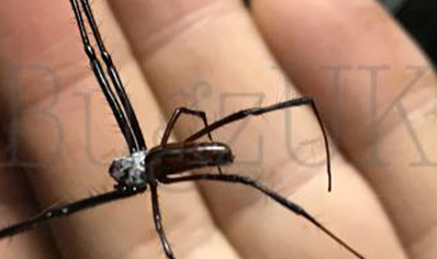 Trichonephila inaurata sp madagascarensis (C/B by BugzUK)