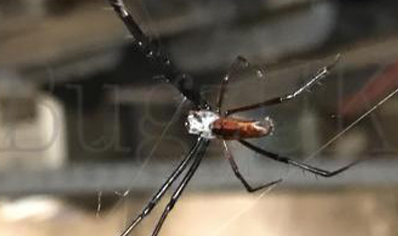 Trichonephila inaurata sp madagascarensis (C/B by BugzUK)