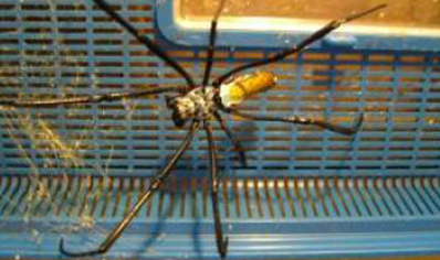 Trichonephila inaurata sp madagascarensis (C/B by BugzUK)